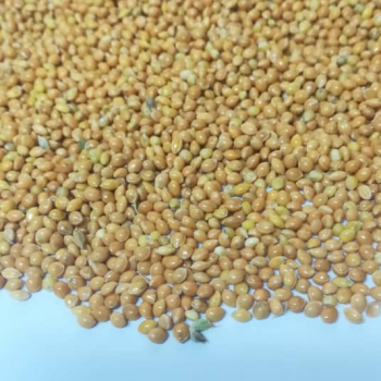 الم غیر بومی