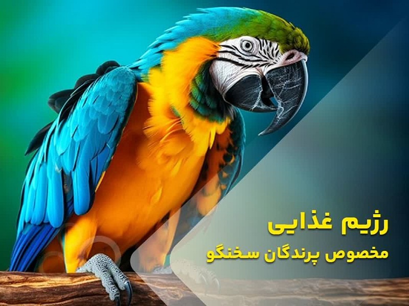 رژیم غذایی مخصوص پرندگان سخنگو