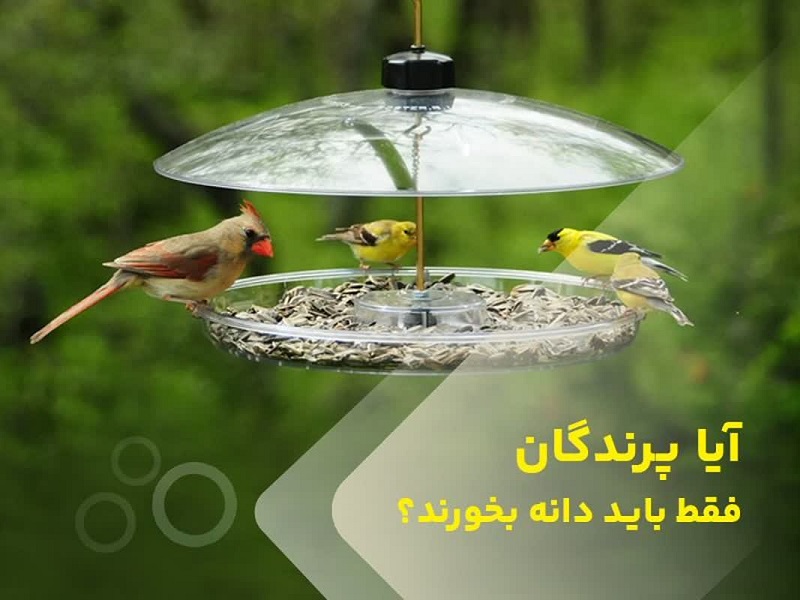 ایا پرندگان فقط باید دانه بخورند؟