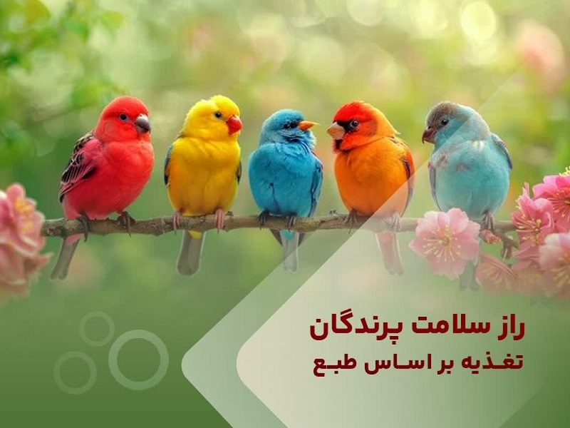 راز سلامت پرندگان بر اساس طبع غذایی